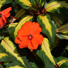 Image result for Impatiens zombensis