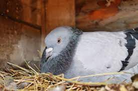 Pigeon Egg Facts Laying Eggs And Hatching Birds Profile