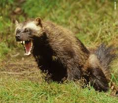We did not find results for: Sign In Wolverine Animal Dangerous Animals Animals Wild