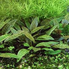 112 Of The Best Paludarium Plants Available Extensive List In 2020 Plants Freshwater Aquarium Plants Water Plants