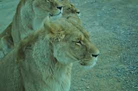 Also, feel free to follow on any or all of my social media. Leonas Picture Of Reserve Africaine De Sigean Tripadvisor