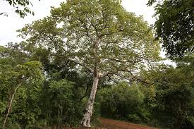 Image result for Sterculia quinqueloba