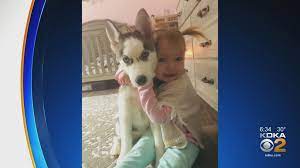 5.last go where you summer did? Kdka Investigates Family Accuses Local Petland Store Of Selling Them Sick 16 Week Old Siberian Husky That Later Died Cbs Pittsburgh
