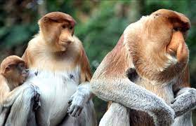 Sebutkan tiga perbedaan pada gambar flora.2. Penulisan Budaya Dasar Flora Dan Fauna Khas 34 Provinsi Indonesia