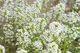 They make a stagement about your pet, and say something about you too. 27 Poisonous Plants For Dogs You Absolutely Need To Know The Homesteading Hippy Flower Names Baby S Breath Plant Poisonous Plants