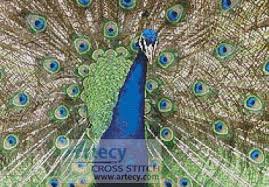 Counted cross stitch patterns to download, with peacock. Peacock Display Cross Stitch Pattern By Tereena Clarke Crosstitch Com