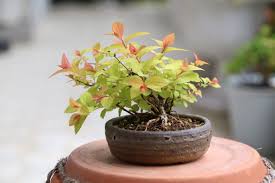 bonsai おしゃれまとめの人気アイデア pinterest namtan 盆栽 ミニ盆栽