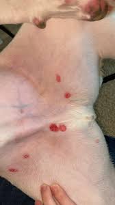 Image result for sore skin in the groin area