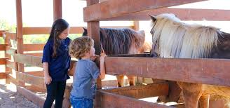 Book them through gigsalad and be covered by. Petting Farm Westgate River Ranch Resort Rodeo In River Ranch Florida Westgate Resorts