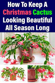 How To Keep A Christmas Cactus Looking Beautiful All Season Long Christmas Cactus Cactus Christmas Lanterns