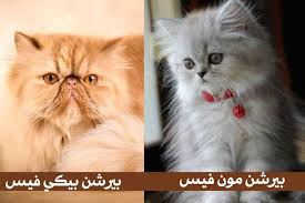 القط الشيرازي البيرشن مواصفات القطط Hamster Vet Clinic عيادة الهامستر البيطريه Facebook