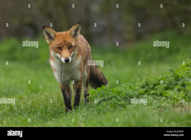 Fox hunting uk hi-res stock photography and images - Alamy