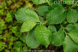 Image result for Goat Willow