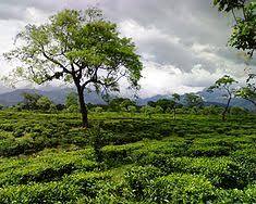 Image of Dooars West Bengal tea gardens