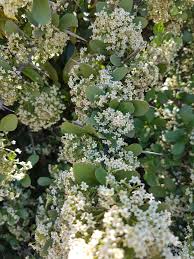 Image result for Gymnosporia buxifolia