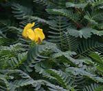 Image result for Aeschynomene pawekiae