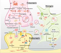 Failure to protect and enforce biogen's data, intellectual property, and other proprietary rights and uncertainties relating to intellectual property claims and challenges; Molecular And Cellular Mechanisms Underlying The Pathogenesis Of Alzheimer S Disease Molecular Neurodegeneration Full Text
