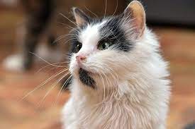 Symptoms of urinary bladder cancer in cats the first signs of urinary bladder cancer mimic those of a bladder infection and most pet owners interpret straining to urinate, frequent urination, and urinary incontinence as a simple bacterial infection. Urinary Bladder Cancer In Cats Symptoms Causes Diagnosis Treatment Recovery Management Cost