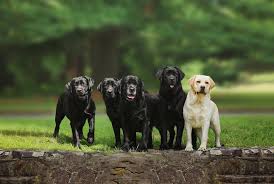 Maybe you would like to learn more about one of these? Buckstone Labradors
