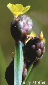 Image result for Xyris peteri