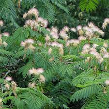 Image result for Albizia petersiana