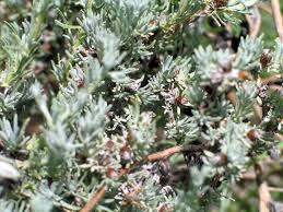 Image result for Pteronia glauca