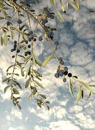 Alberto Cane Blog Olive Taggiasche