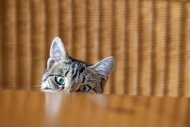 Cataract surgery is performed by an eye doctor (ophthalmologist) on an outpatient basis, which means you don't have to stay in the hospital after the surgery. 10 Most Common Dog And Cat Illnesses And Costs Benefitspro