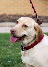 Maybe you would like to learn more about one of these? Pets For Adoption At Lake Erie Labrador Retriever Rescue In Medina Oh Petfinder