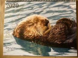 The sea otter is an otter than lives in marine waters only. 2020 Alaskan Wildlife Wall Calendar Animal Alaska Sea Otter River Otter Cute Wild Animals Alaskan Wildlife Otters Cute