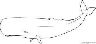 Push pack to pdf button and download pdf coloring book for free. Easy Sperm Whale Coloring Page Coloringall