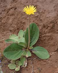 Image result for Haplocarpha scaposa