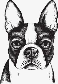 Black And White Boston Terrier Pictures Dog Clipart Dog Dogs Hand Painted Black Image Lifelike Puppy Animal Hand Painted Painted Clipart Painted Clipart Red Dog Boston Terrier Art Dog Drawing Dog Art