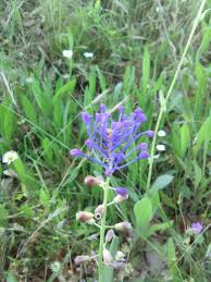 как долго я тебя ждала все серии подряд ютуб Pin By Andrii On Silvi Plants