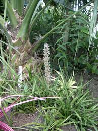 Image result for Cuviera semseii