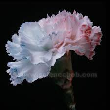 We did not find results for: Add Color To Flowers Using Science Sciencebob Com