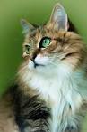 List of Cat Breeds With Pictures and Names
