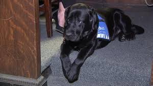 Illinois laws on service dogs and emotional support animals by lisa guerin , j.d. Dog Sworn Into Illinois State S Attorney S Office To Provide Support For Sexual Assault Victims Abc News