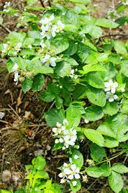 Browse 517 wild raspberry plant stock photos and images available, or start a new search to explore more stock photos and images. Wild Raspberry Bush Flowers Raspberry