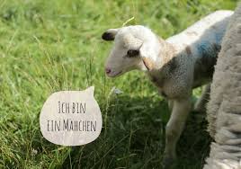 Welches futter, wieviel, was für weidefläche, w. Schafe Im Englischen Garten Mahsachen Zum Mitmachen Mutti So Yeah