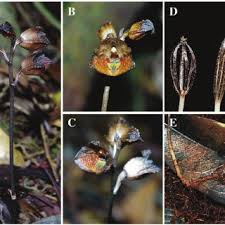 Image result for Gastrodia ballii