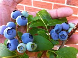 What are good aggregates for ebb and flow hydroponic gardens to ...