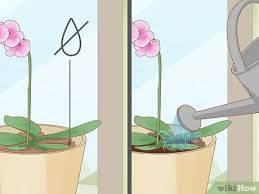 Pruning orchids can simply be carried out in order to help shape the plant. How To Prune Orchids 14 Steps With Pictures Wikihow