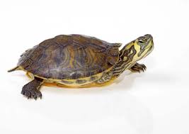 Everything You Need To Know About Caring For Baby Box Turtles