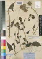 Image result for Solanecio