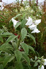 Image result for Astripomoea