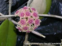 Hoya Diversifolia Blume