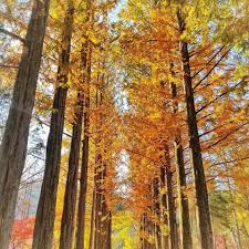 Flight pukul 7 pagi dan sampai di incheon airport. Kaki Travel Nami Island Korea Ketika Musim Luruh Facebook