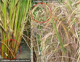 Frontiers | Rhizoctonia solani Kühn Pathophysiology: Status and Prospects  of Sheath Blight Disease Management in Rice