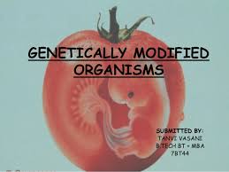 A transgenic animal, for instance, would be an animal that underwent genetic. Genetically Modified Organisms Gmo